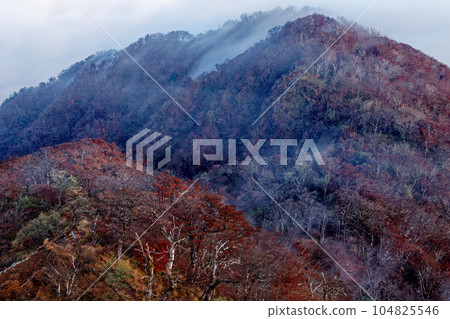 The ridgeline of autumn leaves with clouds flowing from Hinokido Maru in Tanzawa in the early morning 104825546