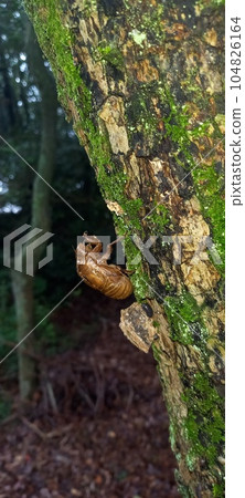 蟬的逃脫外殼 蟬的逃脫外殼 104826164