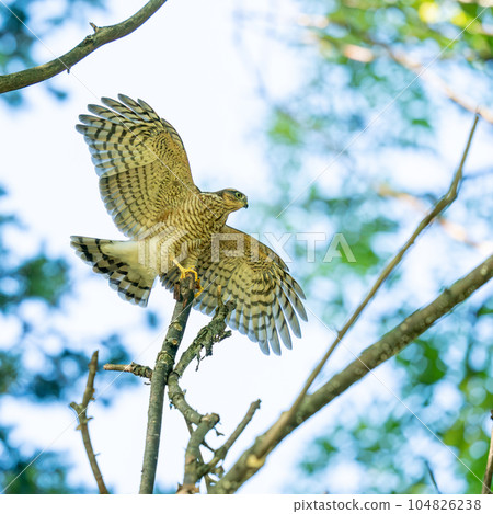 A juvenile sparrowhawk that has just left the nest practicing flapping its wings. A juvenile sparrowhawk that has just left the nest practicing flapping its wings. 104826238