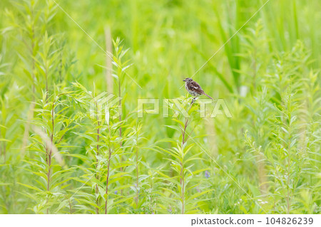 A fledgling fledgling juvenile bird perched on the grass of a meadow to check the surroundings. A fledgling fledgling juvenile bird perched on the grass of a meadow to check the surroundings. 104826239