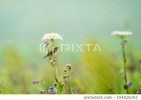 A striped warbler perched on a flower in the virgin flower garden to see what's going on around it A striped warbler perched on a flower in the virgin flower garden to see what's going on around it 104826262