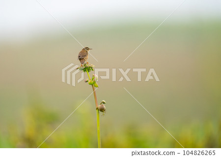 A striped warbler perched on a flower in the virgin flower garden to see what's going on around it A striped warbler perched on a flower in the virgin flower garden to see what's going on around it 104826265