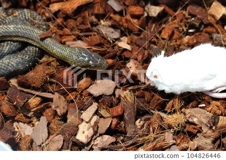 Eating scene of Aodaisho 104826446