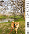 Cherry blossoms and cute Shiba in full bloom 104826512