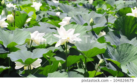 Lotus flower Lotus flower 104826679