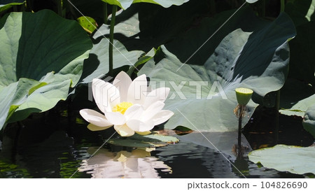 Lotus flower Lotus flower 104826690