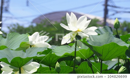 蓮花 蓮花 104826699