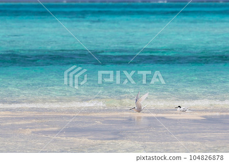宮古島,沖繩島 夏島燕鷗 宮古島,沖繩島 夏島燕鷗 104826878