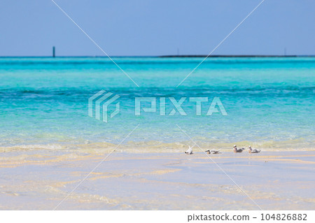 Miyakojima, Okinawa Island Summer Island Tern 104826882