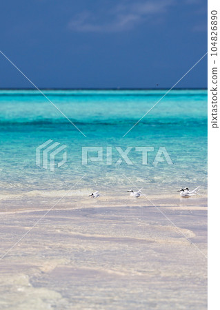 Miyakojima, Okinawa Island Summer Island Tern 104826890