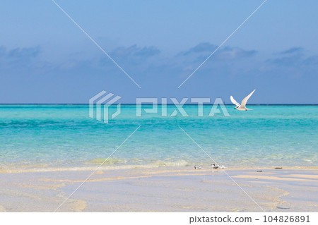 Miyakojima, Okinawa Island Summer Island Tern Miyakojima, Okinawa Island Summer Island Tern 104826891