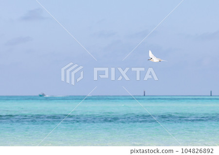 宮古島,沖繩島 夏島燕鷗 宮古島,沖繩島 夏島燕鷗 104826892