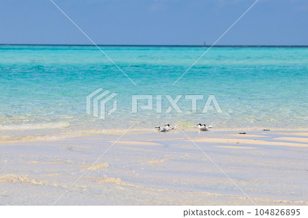 Miyakojima, Okinawa Island Summer Island Tern Miyakojima, Okinawa Island Summer Island Tern 104826895