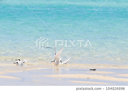 Miyakojima, Okinawa Island Summer Island Tern Miyakojima, Okinawa Island Summer Island Tern 104826896