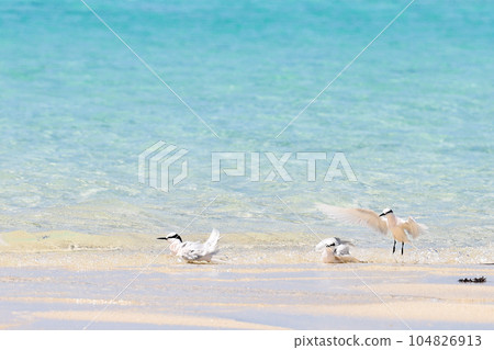 Miyakojima, Okinawa Island Summer Island Tern 104826913
