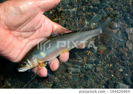 我釣到了一條漂亮的香魚，它似乎正在逆流而上。 104826964