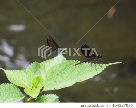 A dragonfly perched on a mulberry leaf 104827080