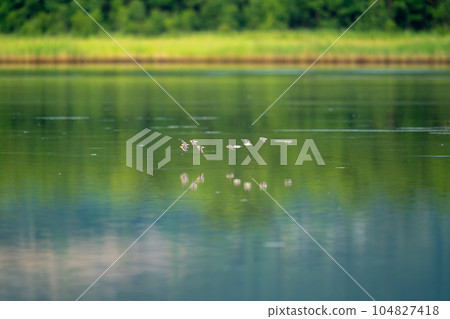 一群圖年鳥在平靜的湖面上飛翔 104827418