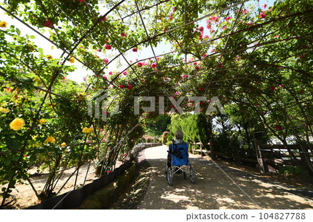 Seniors in wheelchairs on rose arch Seniors in wheelchairs on rose arch 104827788