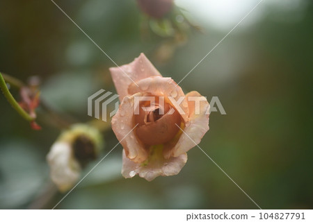 Rose wet with rain Rose wet with rain 104827791