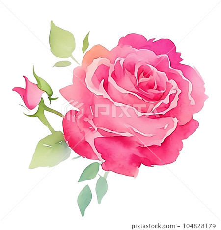 watercolor set of pink roses - Stock Illustration [104828179] - PIXTA