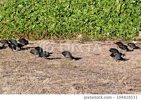 A group of coots walking on land and foraging for food A group of coots walking on land and foraging for food 104828531