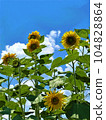 發光在夏天藍天的向日葵 104828864