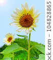 開花往太陽的向日葵 104828865