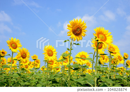 sunflower	 104828874