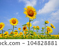 sunflower	 104828881