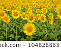 sunflower	 104828883
