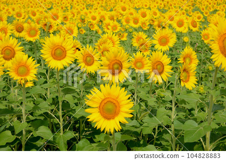 sunflower	 104828883