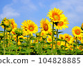 sunflower	 104828885
