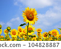 sunflower	 104828887
