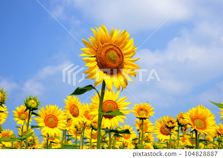 sunflower sunflower 104828887