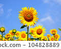 sunflower	 104828889