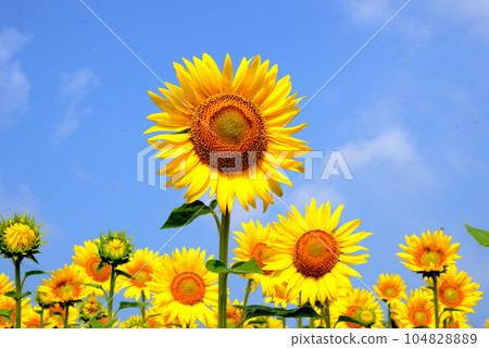 sunflower sunflower 104828889