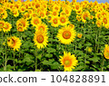 sunflower	 104828891