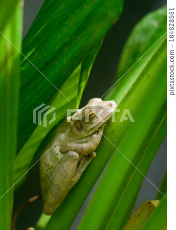 Chunam Tree frog resting in a shaded cool spot in the day time, close-up photo. Chunam Tree frog resting in a shaded cool spot in the day time, close-up photo. 104828981