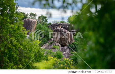 Beautiful landscape photo, leopard on the rock, surrounded with lush foliage in Yala national park, Sri Lanka. Beautiful landscape photo, leopard on the rock, surrounded with lush foliage in Yala national park, Sri Lanka. 104828988