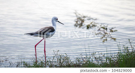 Black-winged stilt juvenile bird (Himantopus himantopus) walking on the edge of the lagoons shallow water. 104829000