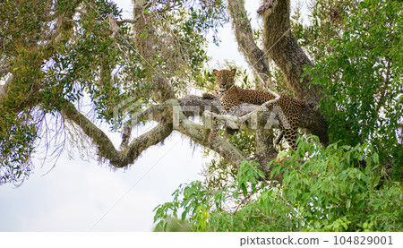 Sri Lankan leopard resting on the tree at Yala national park. Sri Lankan leopard resting on the tree at Yala national park. 104829001