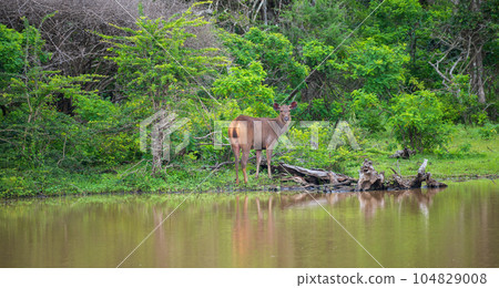 Thirsty female sambar on the water's edge at Yala national park. Thirsty female sambar on the water's edge at Yala national park. 104829008