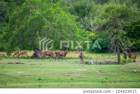 Herd of Sambur deer and spotted deer grazing together in the grassland of Yala national park. 104829015