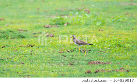 Yellow-wattled lapwing (Vanellus Malabaricus) on the grass field in Yala national park. Yellow-wattled lapwing (Vanellus Malabaricus) on the grass field in Yala national park. 104829017