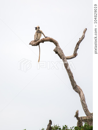Isolated Grey langur monkey baby sitting on the edge of a very tall dead tree branch at Yala national park. White sky background. Isolated Grey langur monkey baby sitting on the edge of a very tall dead tree branch at Yala national park. White sky background. 104829019