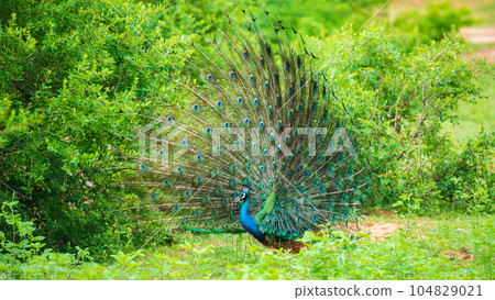 The courtship display of elegant male peacock, iridescent colorful tail feather pattern at an angle, Beautiful dance of male Indian peafowl at Yala national park, Sri Lanka. The courtship display of elegant male peacock, iridescent colorful tail feather pattern at an angle, Beautiful dance of male Indian peafowl at Yala national park, Sri Lanka. 104829021