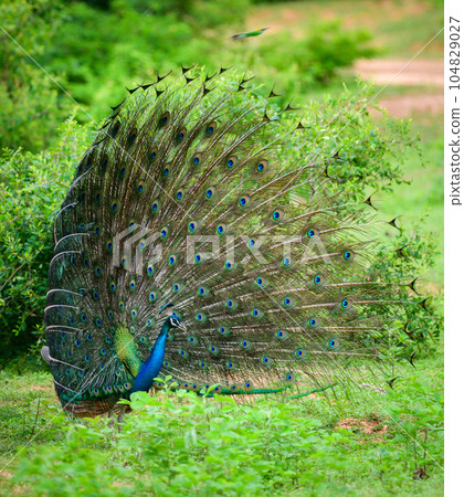 The courtship display of elegant male peacock, iridescent colorful tail feather pattern side view, Beautiful dance of male Indian peafowl at Yala national park, Sri Lanka. The courtship display of elegant male peacock, iridescent colorful tail feather pattern side view, Beautiful dance of male Indian peafowl at Yala national park, Sri Lanka. 104829027