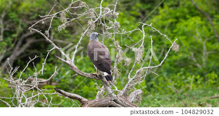 Grey-headed fish eagle turned its head back, perch on a fallen dead tree near the water stream at Yala national park. Grey-headed fish eagle turned its head back, perch on a fallen dead tree near the water stream at Yala national park. 104829032