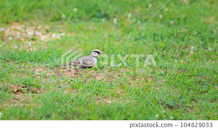 Ashy-crowned sparrow-lark on the grass field searching for food at Yala national park, Sri Lanka. Ashy-crowned sparrow-lark on the grass field searching for food at Yala national park, Sri Lanka. 104829033